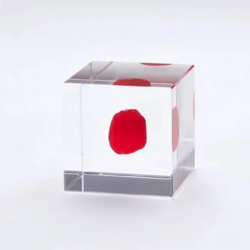 Sola Cube Huayruro Seed